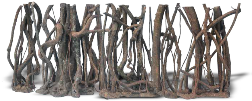 Forest Roots