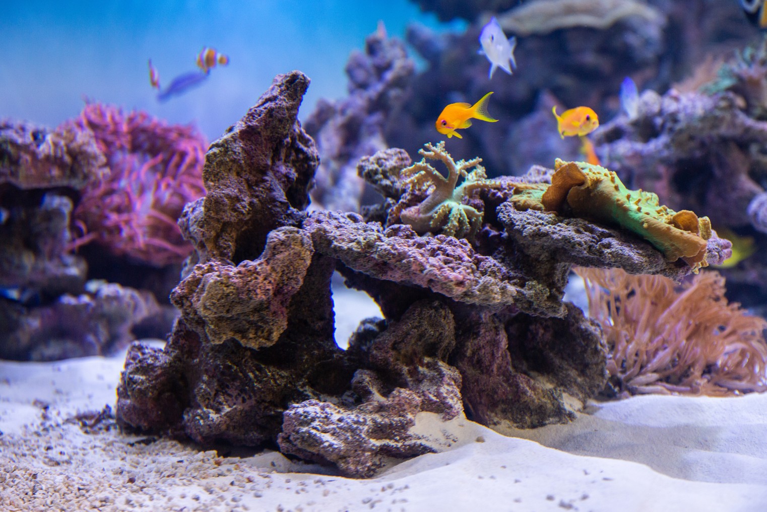 ROCKS & DECOR