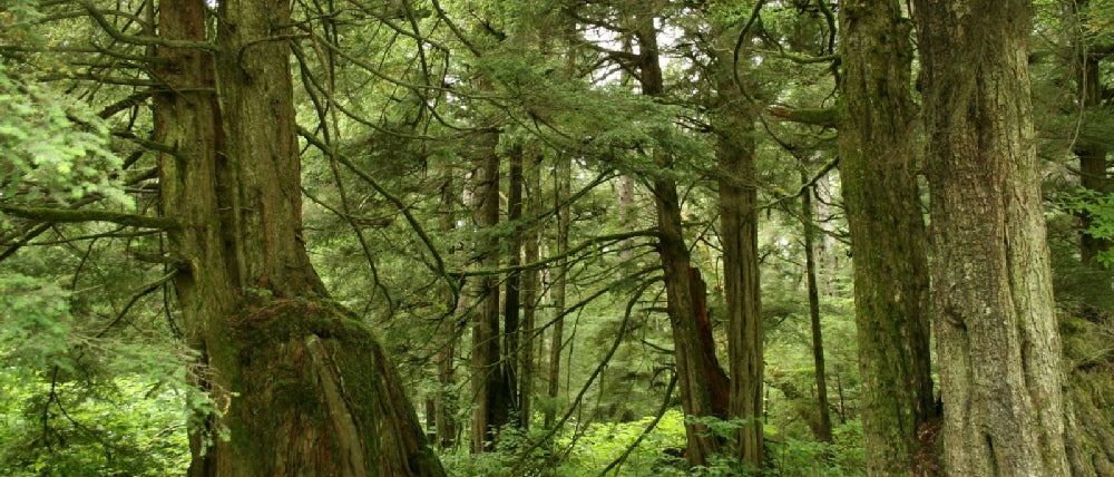 TREES & ROOTS