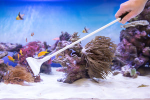 NEW WAVE Algae scraper